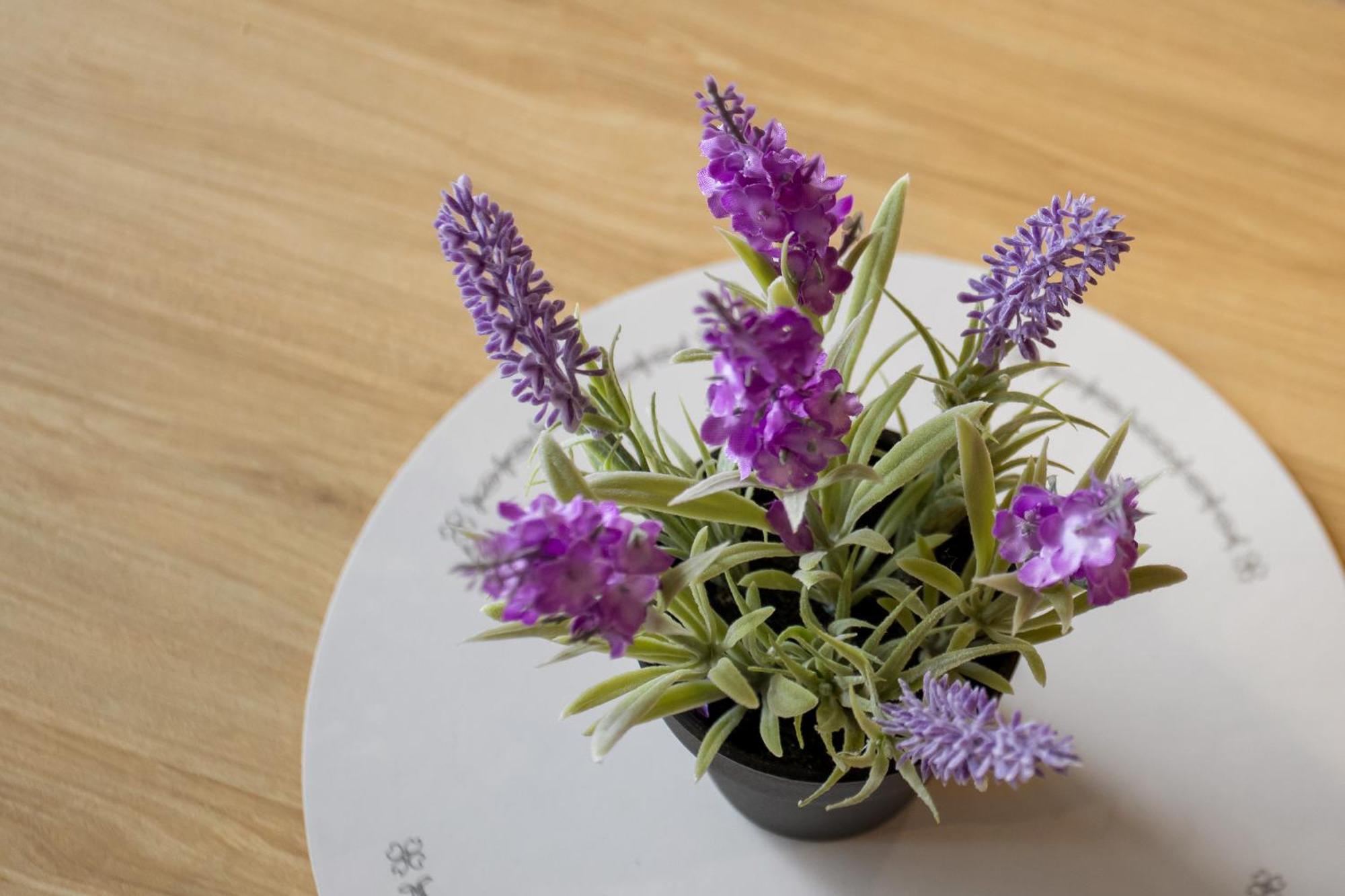 דירות כרייסטצ'רץ' Spring Special Cbd Free Parking מראה חיצוני תמונה